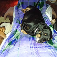 Fred joined the competition — help win amazing prizes! canidae, carnivore, companion_dog, dog, dog_breed, fawn, guard_dog, mammal, puppy, rottweiler, sporting_group