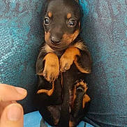 Harley is registered to the contest to win money with this photo: canidae, carnivore, dobermann, dog, dog_breed, english_toy_terrier, german_pinscher, guard_dog, mammal, manchester_terrier, miniature_pinscher, pinscher, prazsky_krysarik, puppy, toy_dog, toy_manchester_terrier, vertebrate