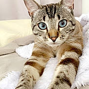 Minguou participe au concours pour gagner de l'argent avec cette photo : cat, tabby_cat, blue_eyes, pet, animal, indoors, bed, blanket, fluffy, lounging, stretching, paws, whiskers, ears, striped_fur, close_up, portrait, relaxed, cute, home