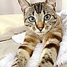 cat, tabby_cat, blue_eyes, pet, animal, indoors, bed, blanket, fluffy, lounging, stretching, paws, whiskers, ears, striped_fur, close_up, portrait, relaxed, cute, home