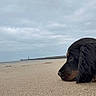 Pablo a rejoint le concours — aidez-le/la à gagner de superbes lots ! dog, beach, sand, cloudy_sky, sea, calm, outdoor, pet, canine, landscape, nature, relaxation, side_view, horizon, quiet, daytime, collar, animal, muzzle, fur