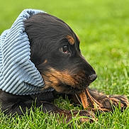 Pablo participe au concours pour gagner de l'argent avec cette photo : puppy, dog, grass, outdoor, chewing, stick, blue_snood, animal, pet, closeup, nature, young_dog, canine, snout, fur, headwear, playing, green, background_blur, cute