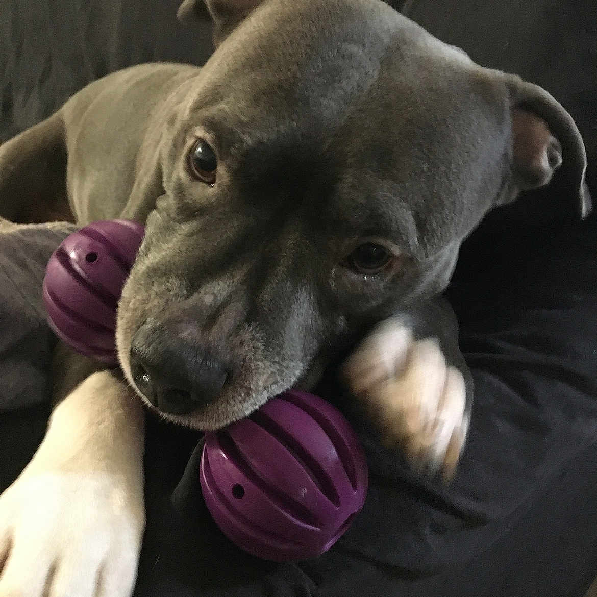 Cube participe au concours pour gagner de l'argent avec cette photo : animal, boxer, bulldog, canine, dog, face, frenchbulldog, head, hound, labradorretriever, machine, person, pet, pitbull, pointer, puppy, purple, snout, sphere, spoke