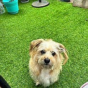 Mork is registered to the contest to win money with this photo: animal, backyard, canine, cute, daylight, dog, ears, fluffy, fur, garden, grass, greenery, looking_up, nature, outdoor, pet, potted_plants, small_dog, snout, waiting