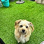 animal, backyard, canine, cute, daylight, dog, ears, fluffy, fur, garden, grass, greenery, looking_up, nature, outdoor, pet, potted_plants, small_dog, snout, waiting