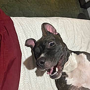 Roxy joined the competition — help win amazing prizes! dog, pet, playful, lying_down, white_chest, black_fur, ears_up, open_mouth, teeth, indoor, couch, fabric, pattern, green_background, fur, animal, canine, closeup, expression, happy