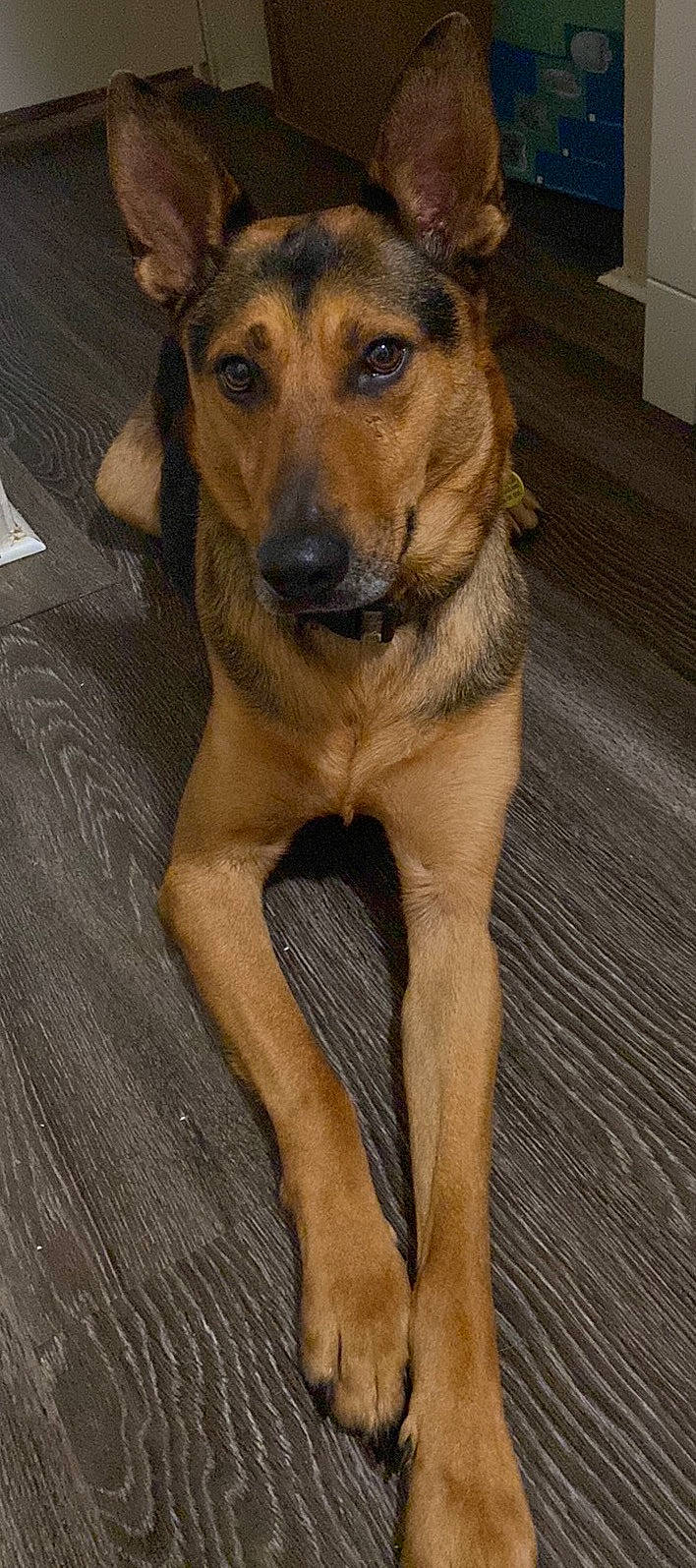 Rex is registered to the contest to win money with this photo: canidae, carnivore, companion_dog, dog, dog_breed, fawn, flooring, fur, hardwood, liver, paw, snout, sporting_group, whiskers, wood, working_animal, working_dog