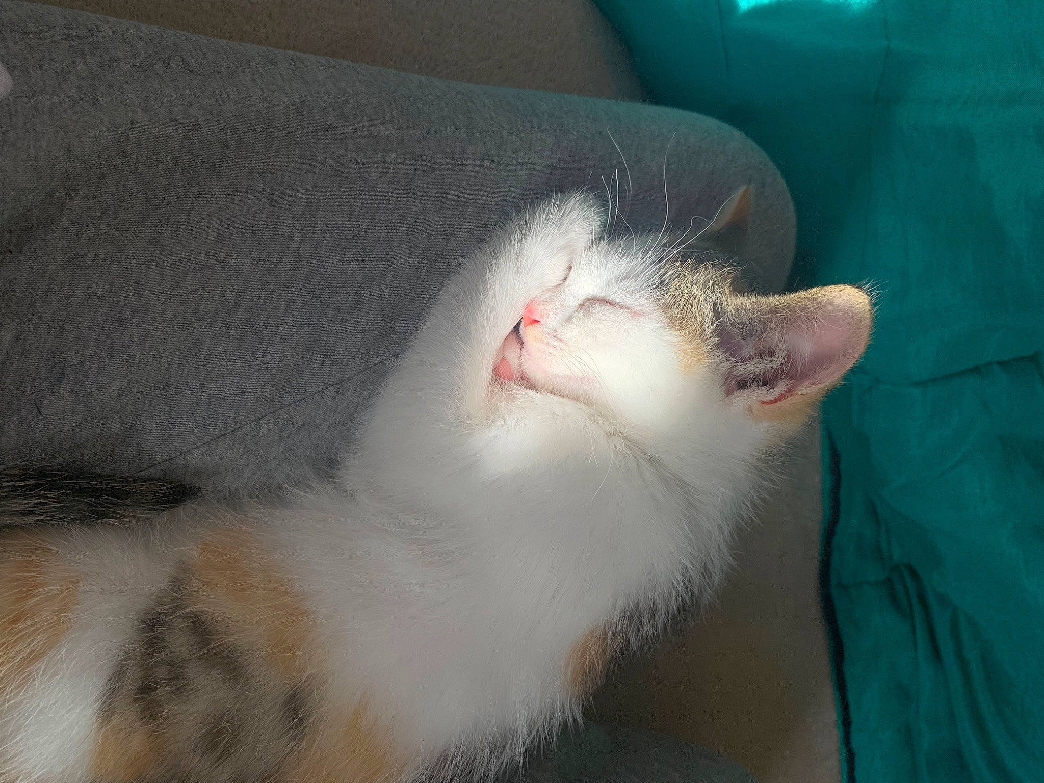 Kira a rejoint le concours — aidez-le/la à gagner de superbes lots ! canidae, carnivore, cat, claw, comfort, domestic_short_haired_cat, fang, felidae, fur, nap, paw, small_to_medium_sized_cats, snout, tail, whiskers