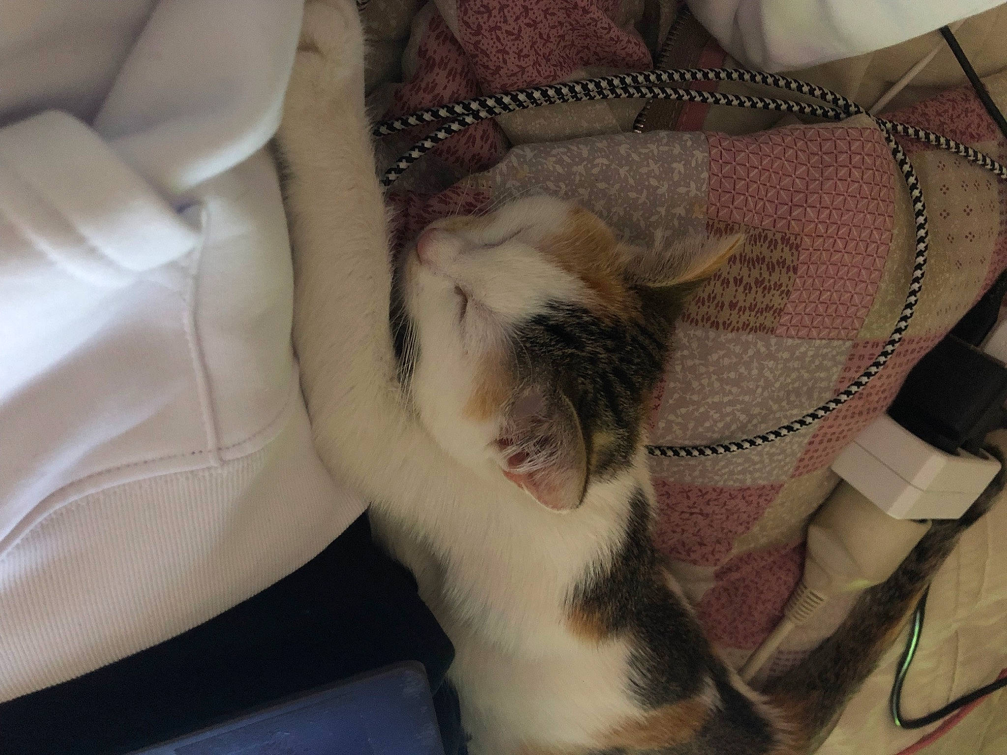 Kira a rejoint le concours — aidez-le/la à gagner de superbes lots ! canidae, carnivore, cat, claw, comfort, companion_dog, dog_breed, domestic_short_haired_cat, ear, fawn, felidae, fur, nap, pattern, paw, small_to_medium_sized_cats, snout, sporting_group, tail, whiskers