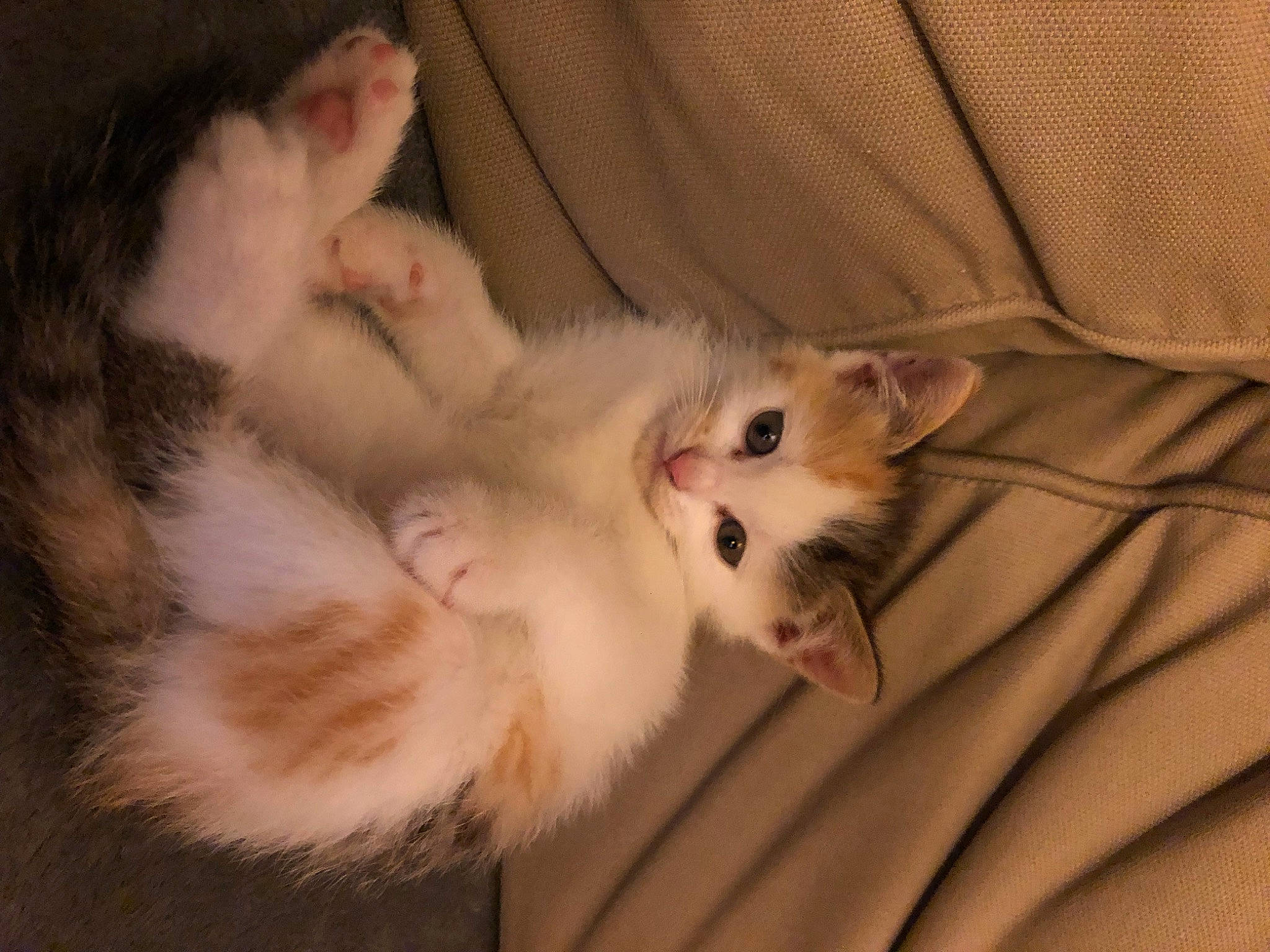 Kira participe au concours pour gagner de l'argent avec cette photo : carnivore, cat, claw, comfort, domestic_short_haired_cat, fawn, felidae, fur, paw, small_to_medium_sized_cats, tail, whiskers