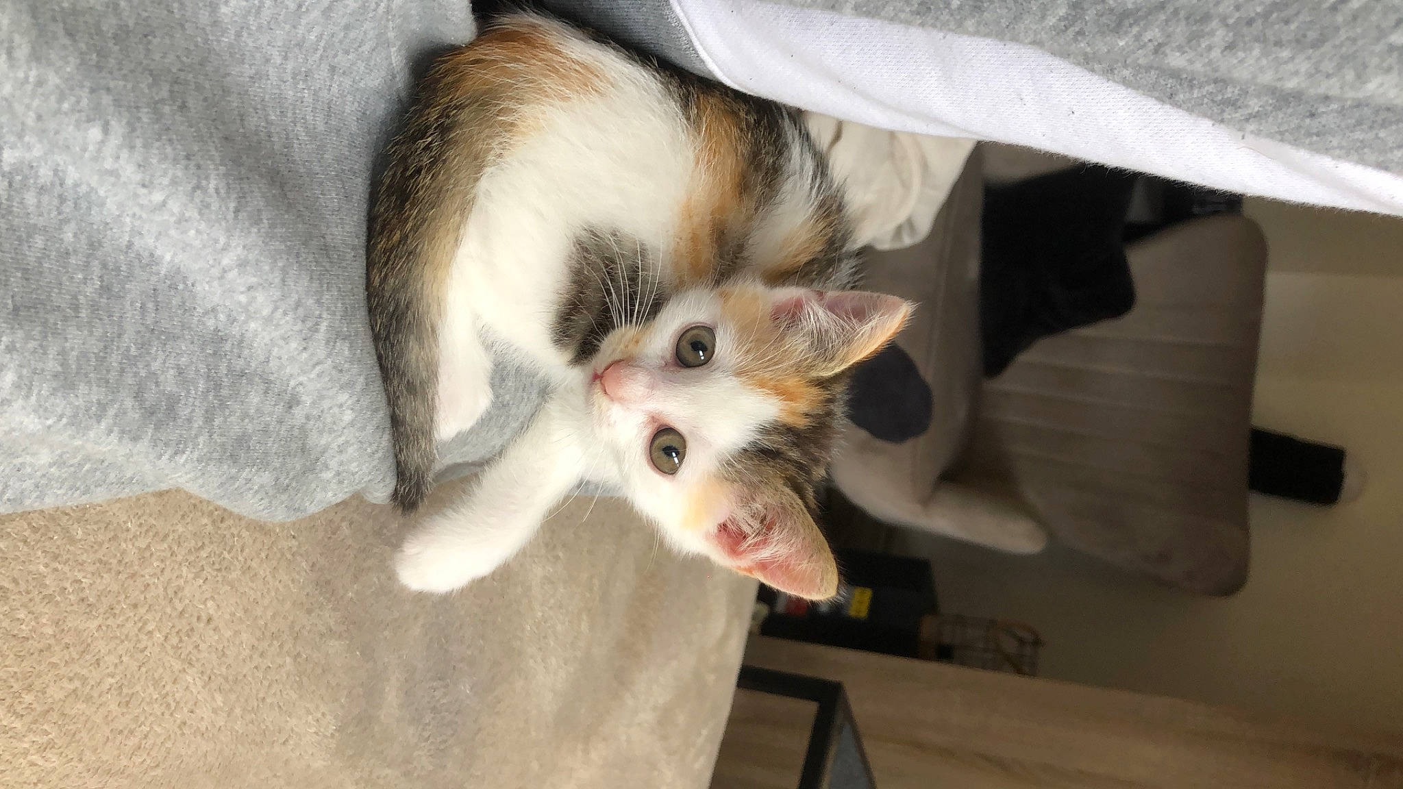 Kira a rejoint le concours — aidez-le/la à gagner de superbes lots ! canidae, carnivore, cat, claw, comfort, domestic_short_haired_cat, ear, fawn, felidae, fur, paw, small_to_medium_sized_cats, snout, tail, whiskers, wood