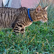 Klaus joined the competition — help win amazing prizes! cat, tabby, collar, grass, outdoor, animal, pet, feline, nature, greenery, stone, rock, side_view, alert, whiskers, ears, fur, mammal, wildlife, closeup