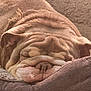 Arnie joined the competition — help win amazing prizes! animal, brown, bulldog, closeup, comfort, cozy, cushion, cute, dog, face, fur, indoor, napping, pet, portrait, relaxed, resting, sleeping, soft, wrinkles