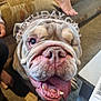 Arnie is registered to the contest to win money with this photo: animal, birthday_girl, bulldog, canine, carpet, celebration, close_up, couch, cute, dog, face, happy, headband, indoor, one-eyed, paw, pet, portrait, smiling, tongue_out