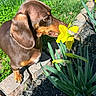 Penny Lane is registered to the contest to win money with this photo: dog, dachshund, flower, daffodil, greenery, grass, garden, outdoor, pet, animal, sniffing, nature, sunlight, leaf, plant, brown_dog, small_dog, curious, spring, daylight