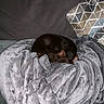 Penny Lane is registered to the contest to win money with this photo: dog, small_dog, brown_dog, blanket, gray_blanket, couch, pillow, geometric_pattern, sleeping, curled_up, cozy, indoor, pet, fur, resting, home, comfort, soft, relaxed, animal