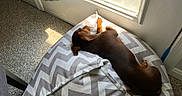 Penny Lane is registered to the contest to win money with this photo: dog, dachshund, brown_dog, pet, sleeping, nap, cushion, chevron_pattern, indoor, sunlight, window, carpet, cozy, resting, animal, small_dog, fur, paw, ears, relaxation