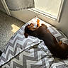 dog, dachshund, brown_dog, pet, sleeping, nap, cushion, chevron_pattern, indoor, sunlight, window, carpet, cozy, resting, animal, small_dog, fur, paw, ears, relaxation
