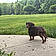 Penny Lane