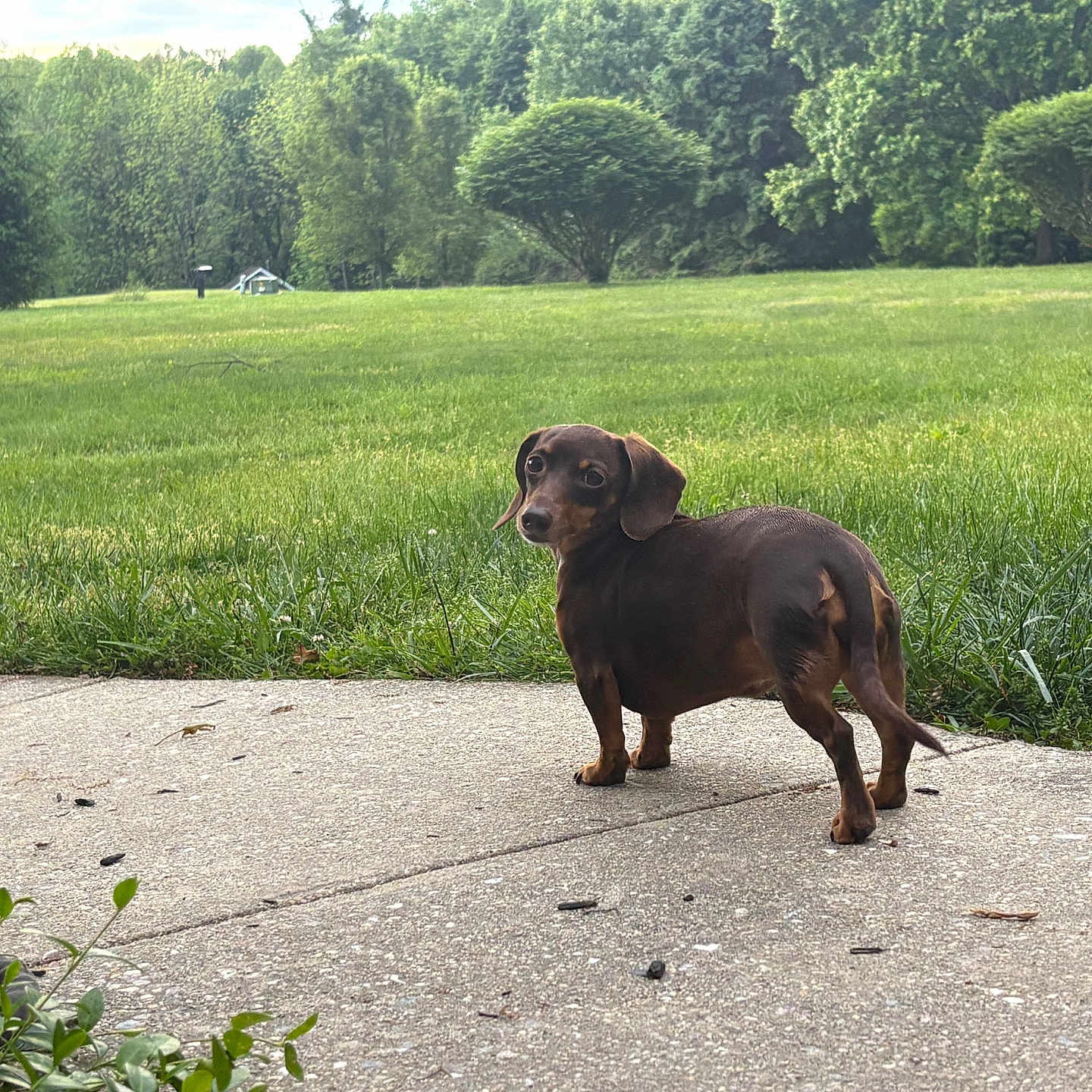 Penny Lane