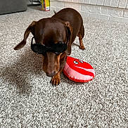Penny Lane joined the competition — help win amazing prizes! dog, dachshund, sunglasses, toy, plush_toy, carpet, indoor, pet, brown_dog, small_dog, animal, funny, accessory, cute, living_room, furniture, floor, household, playful, portrait