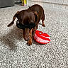 dog, dachshund, sunglasses, toy, plush_toy, carpet, indoor, pet, brown_dog, small_dog, animal, funny, accessory, cute, living_room, furniture, floor, household, playful, portrait