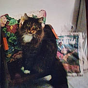 Shania is registered to the contest to win money with this photo: blurred, cat, chair, curtain, feline, floral_cushion, framed_picture, fur, grainy, home_interior, indoor, long_hair_cat, paws, pet, portrait, relaxed, sitting, vintage_photo, wall, whiskers