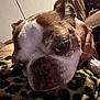 Jax is registered to the contest to win money with this photo: animal, blanket, boston_terrier, brown, close_up, comfort, cozy, dog, ear, face, fur, hand, indoor, leopard_print, pet, portrait, resting, sleepy, snout, white