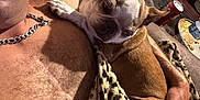 Jax is registered to the contest to win money with this photo: blanket, brown_dog, chain_necklace, comfort, couch, cozy, dog, furniture, hand, human, indoor, leopard_print, man, partial_face, pet, relaxing, resting, short_hair, snuggling, warm_light