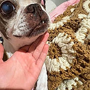 Jax is registered to the contest to win money with this photo: animal, blanket, brown, close_up, comfort, cozy, cream, crocheted_blanket, dog, expressive_eyes, face, hand, home, indoor, paw, pet, resting, small_dog, snout, texture
