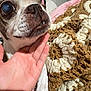 animal, blanket, brown, close_up, comfort, cozy, cream, crocheted_blanket, dog, expressive_eyes, face, hand, home, indoor, paw, pet, resting, small_dog, snout, texture