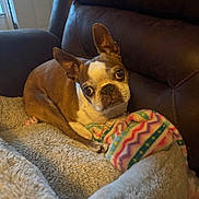 Jax is registered to the contest to win money with this photo: dog, boston_terrier, blanket, chair, leather, brown, pet, cozy, indoor, fur, animal, cute, looking_up, resting, snuggle, colorful_blanket, soft, expression, ears_up, companion