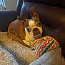 dog, boston_terrier, blanket, chair, leather, brown, pet, cozy, indoor, fur, animal, cute, looking_up, resting, snuggle, colorful_blanket, soft, expression, ears_up, companion