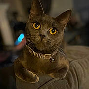 Katt joined the competition — help win amazing prizes! cat, gray_cat, yellow_eyes, collar, jewelry, pet, feline, close_up, portrait, indoor, cozy, armrest, curious, whiskers, soft_focus, domestic_animal, animal, mammal, cute, companion