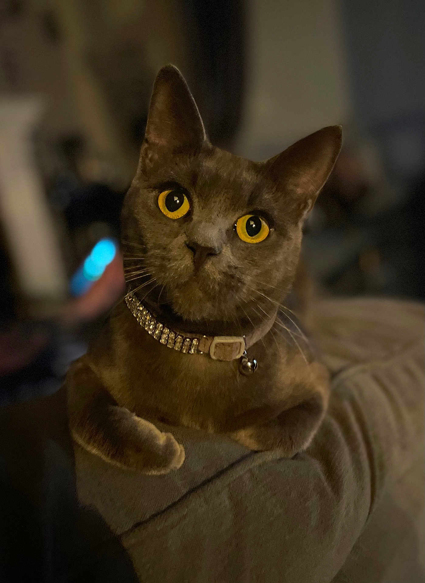 Katt