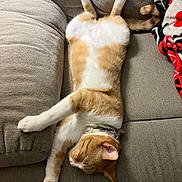 Texas joined the competition — help win amazing prizes! cat, orange_tabby, ginger_cat, pet, sleeping, belly_up, couch, sofa, blanket, paw, whiskers, collar, indoor, cozy, fur, relaxed, nap, furniture, upholstery, pet_accessory