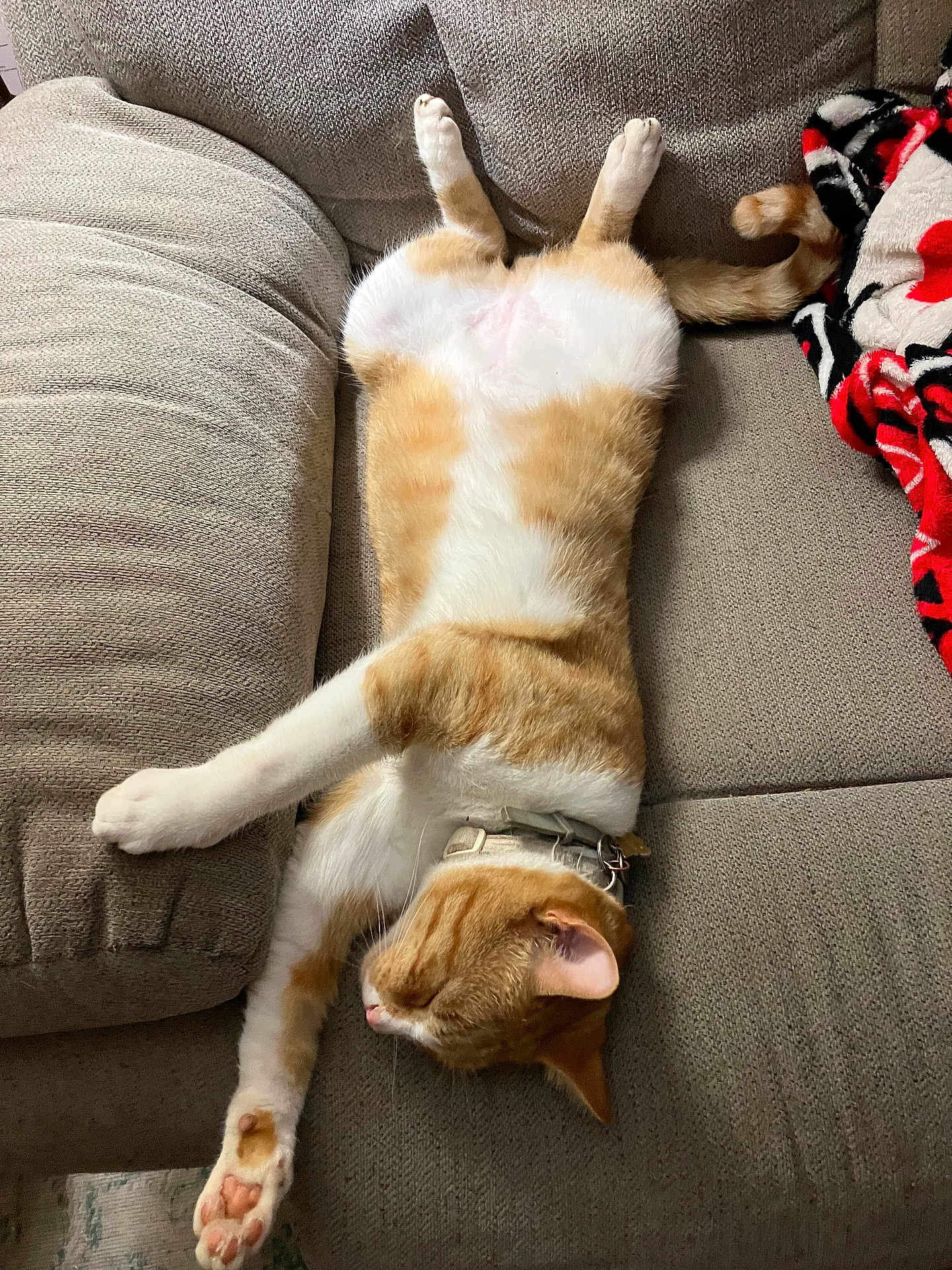 Texas joined the competition — help win amazing prizes! cat, orange_tabby, ginger_cat, pet, sleeping, belly_up, couch, sofa, blanket, paw, whiskers, collar, indoor, cozy, fur, relaxed, nap, furniture, upholstery, pet_accessory