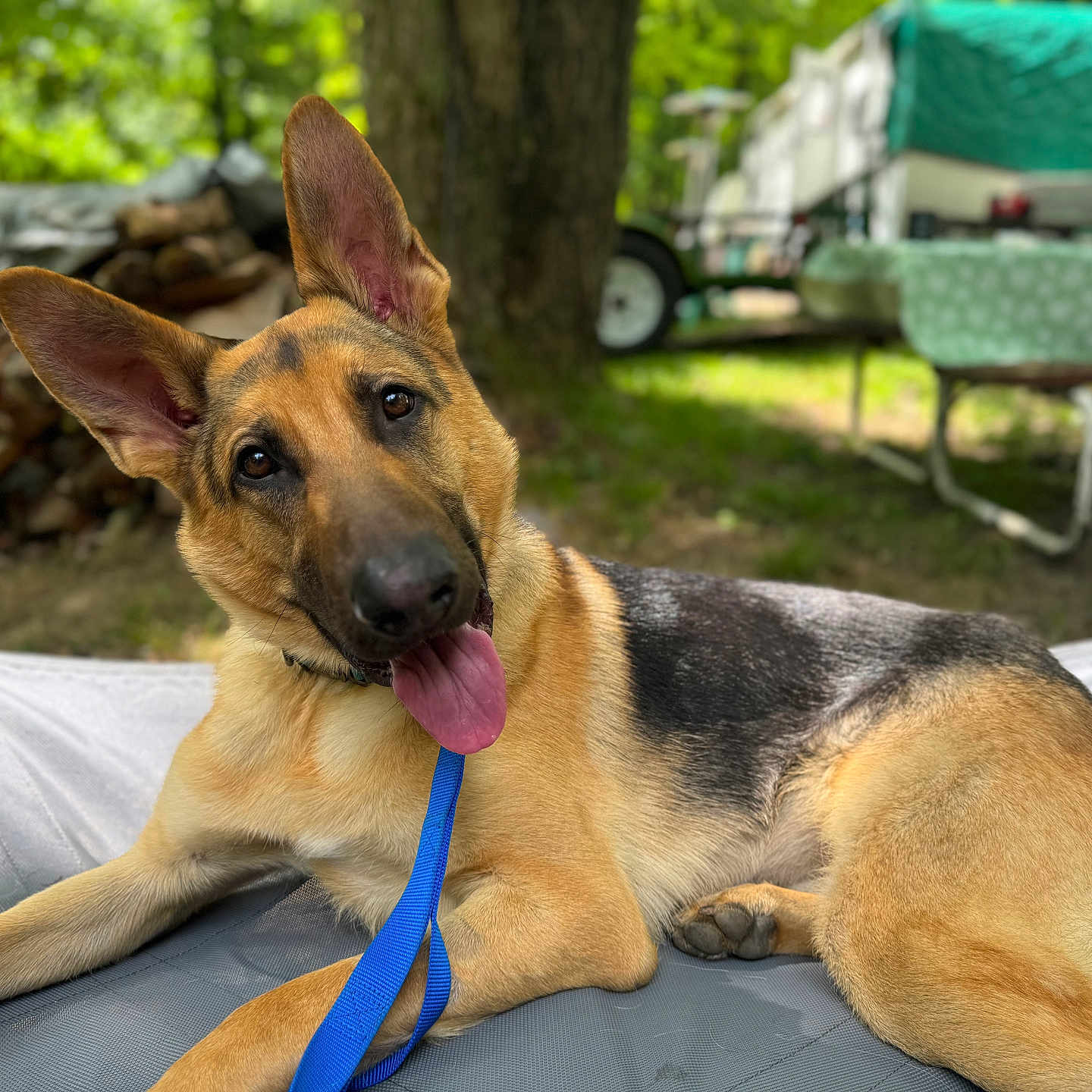 Diesel is registered to the contest to win money with this photo: animal, bed, camping, canine, dog, ears_up, forest, german_shepherd, greenery, happy, leash, nature, outdoor, pet, picnic_table, relaxed, summer, sunlight, tongue_out, woodpile