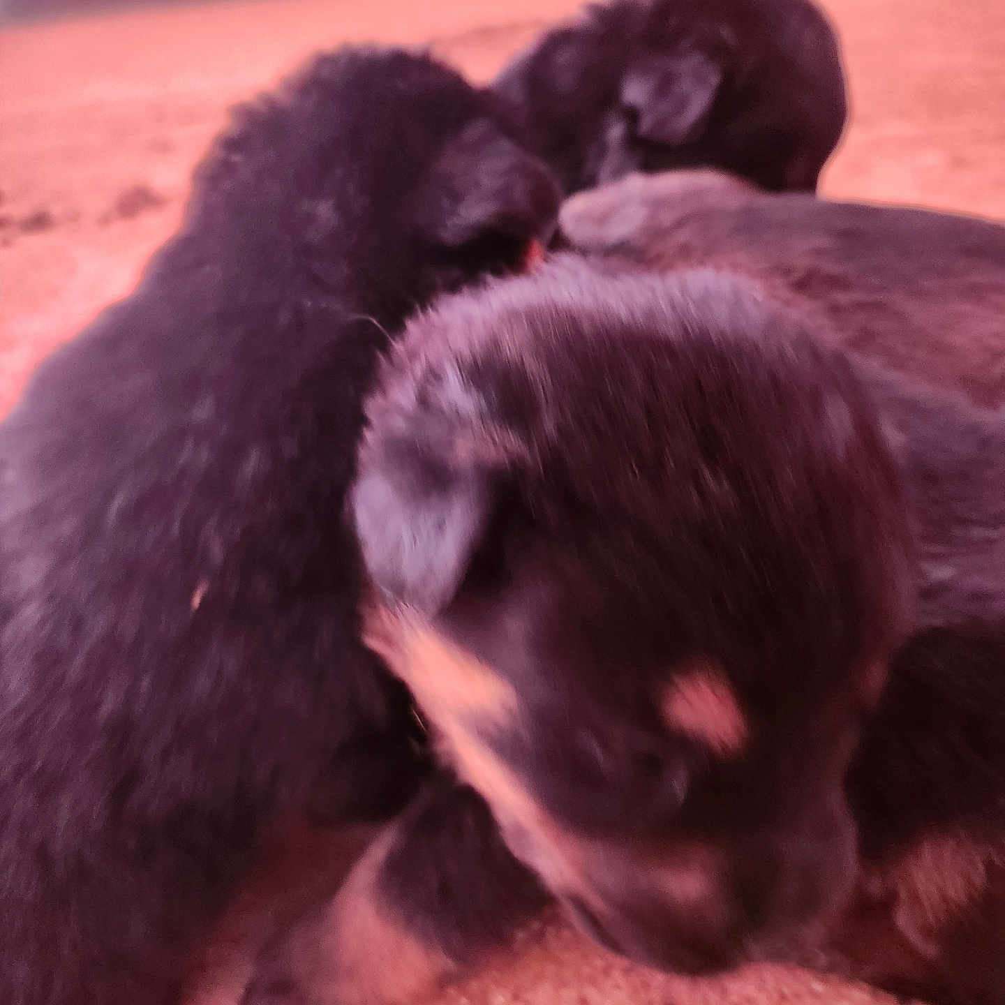 Unnamed Yet is registered to the contest to win money with this photo: adorable, animal, black_fur, blurred, close_up, cute, dog, fur, ground, group, head, mammal, nose, outdoor, paw, pet, playing, puppy, small, young