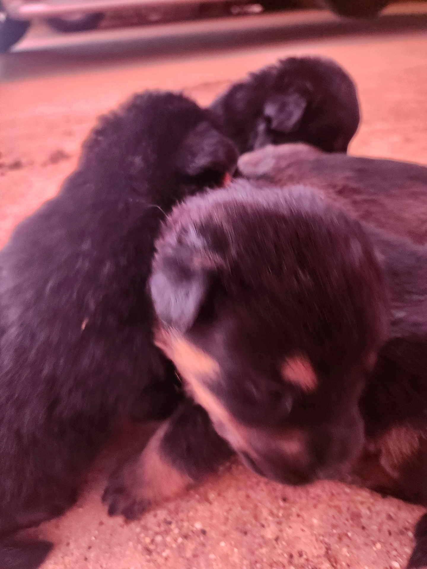 Unnamed Yet is registered to the contest to win money with this photo: puppy, dog, animal, black_fur, cute, young, outdoor, group, close_up, blurred, fur, pet, small, adorable, mammal, playing, head, nose, paw, ground