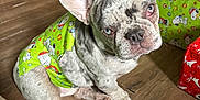 Drago is registered to the contest to win money with this photo: french_bulldog, dog, blue_eyes, pet, indoor, wooden_floor, festive, holiday, wrapping_paper, gift, costume, green_clothing, cute, snoopy, animal, paw, ears, sitting, looking_up, house