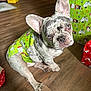 french_bulldog, dog, blue_eyes, pet, indoor, wooden_floor, festive, holiday, wrapping_paper, gift, costume, green_clothing, cute, snoopy, animal, paw, ears, sitting, looking_up, house