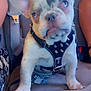 Drago joined the competition — help win amazing prizes! french_bulldog, puppy, dog, car_seat, harness, blue_eyes, pet, animal, cute, sitting, leash, indoor, vehicle_interior, seatbelt, closeup, domestic_animal, companionship, pet_accessory, curious, road_trip