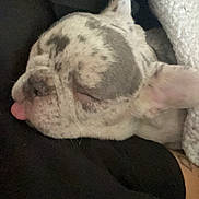 Drago is registered to the contest to win money with this photo: dog, sleeping, close_up, tongue_out, blanket, cozy, pet, resting, fur, ear, snuggle, indoor, cute, relaxation, animal, companion, domestic, calm, portrait, soft
