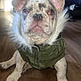 Drago is registered to the contest to win money with this photo: french_bulldog, puppy, dog, indoor, wooden_floor, green_jacket, fluffy_collar, pet, canine, fur, ears, cute, animal, sitting, looking_up, home, furniture, background_blur, brown, white