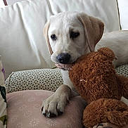 Alto a rejoint le concours — aidez-le/la à gagner de superbes lots ! puppy, dog, labrador, stuffed_animal, teddy_bear, sofa, pillow, paw, nose, ear, indoor, living_room, couch, plush_toy, cute, portrait, close_up, pet, playful, cozy