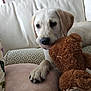puppy, dog, labrador, stuffed_animal, teddy_bear, sofa, pillow, paw, nose, ear, indoor, living_room, couch, plush_toy, cute, portrait, close_up, pet, playful, cozy