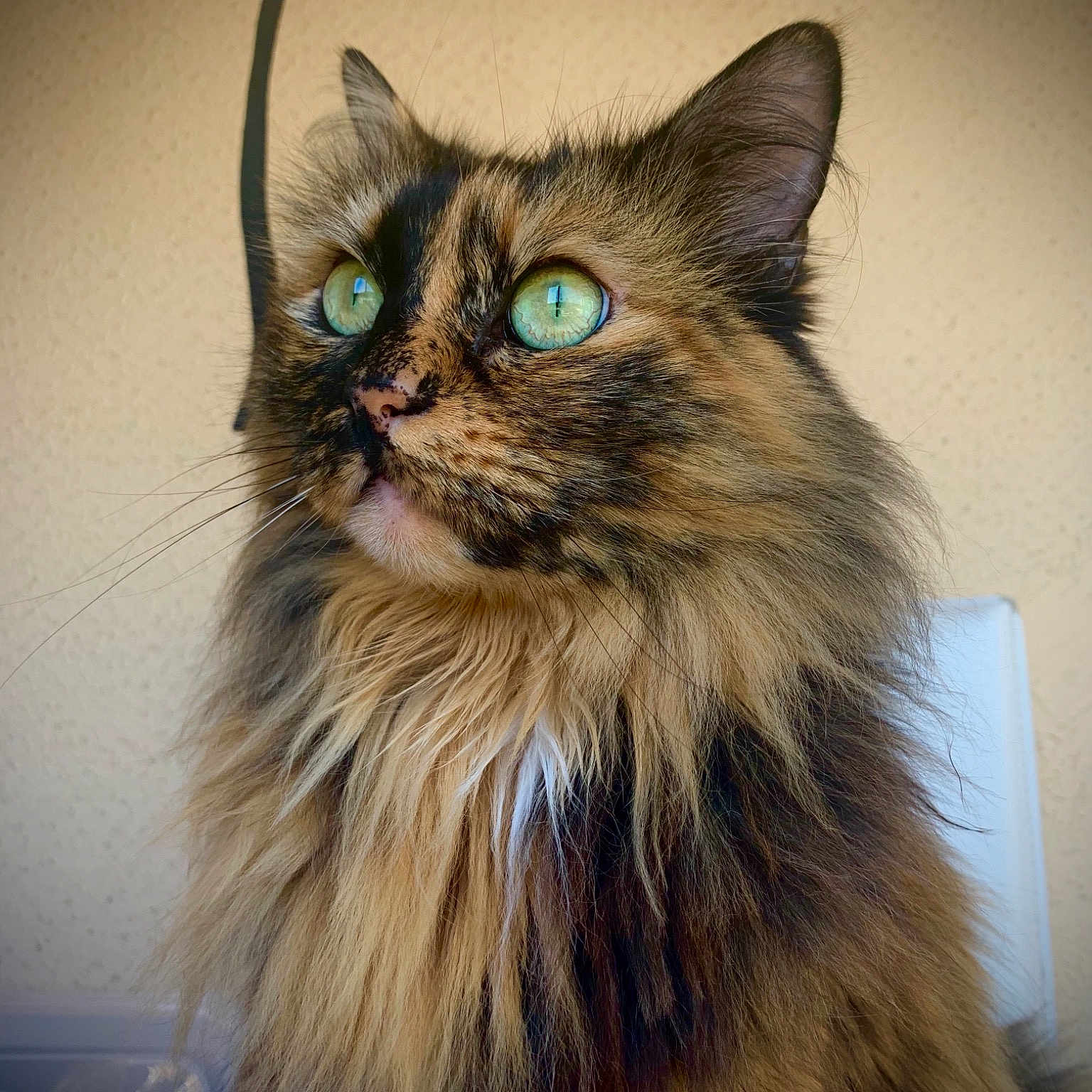 Praline