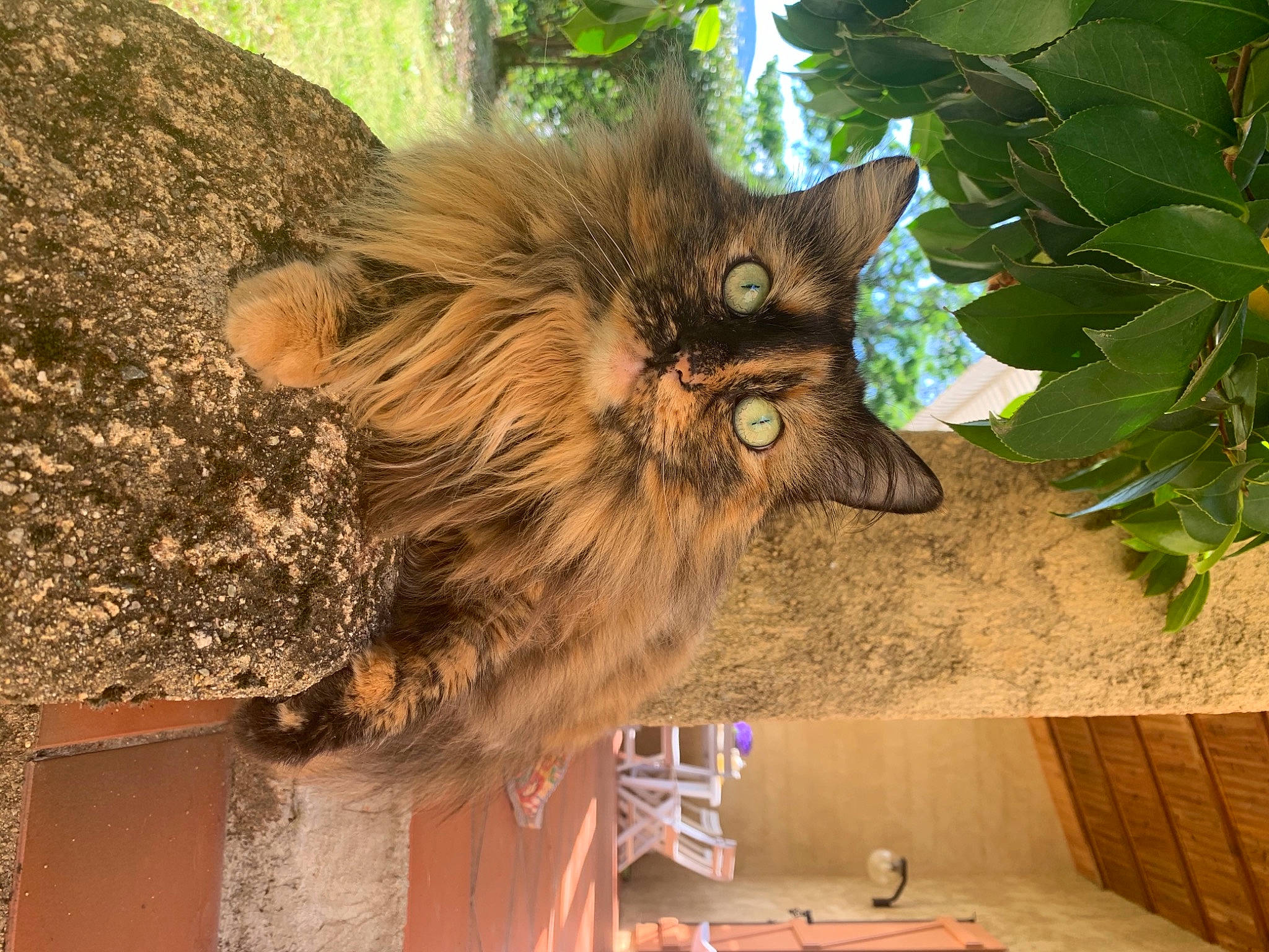 Praline participe au concours pour gagner de l'argent avec cette photo : carnivore, cat, domestic_long_haired_cat, felidae, fur, liver, plywood, small_to_medium_sized_cats, whiskers, wood_stain