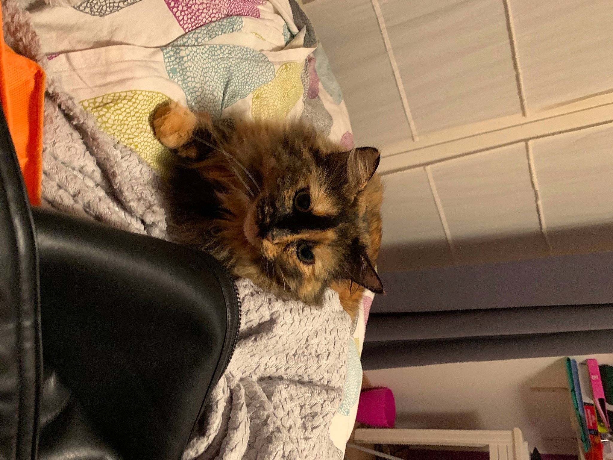 Praline a rejoint le concours — aidez-le/la à gagner de superbes lots ! bag, baggage, bookcase, carnivore, cat, felidae, fur, home_accessories, kitten, shelf, shelving, small_to_medium_sized_cats, vertebrate, whiskers